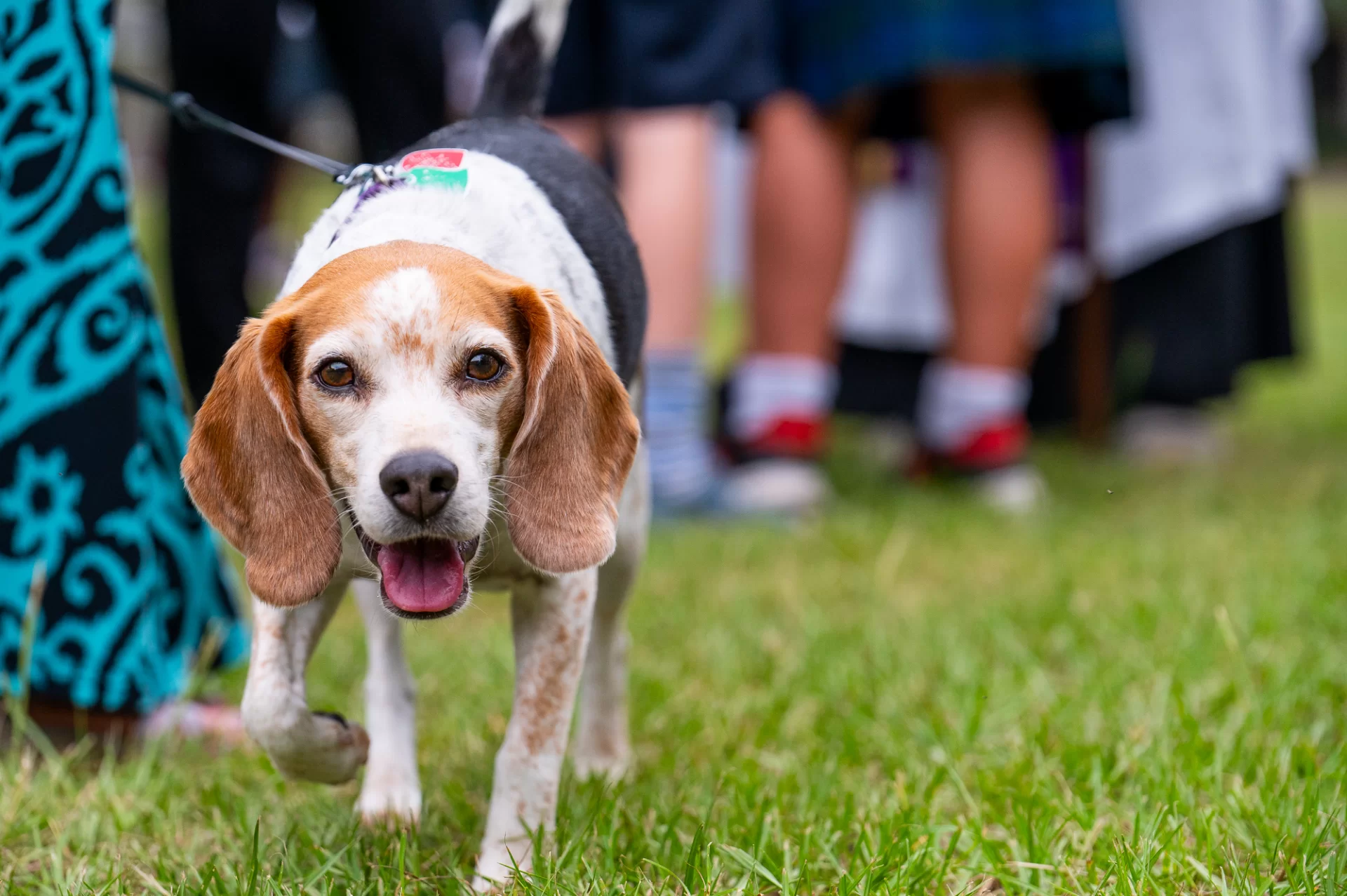 Blessing Of The Animals 0985.webp